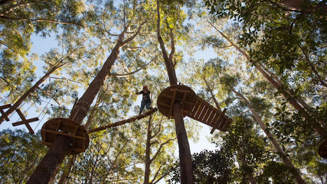 Treetops Adventure Coffs Harbour